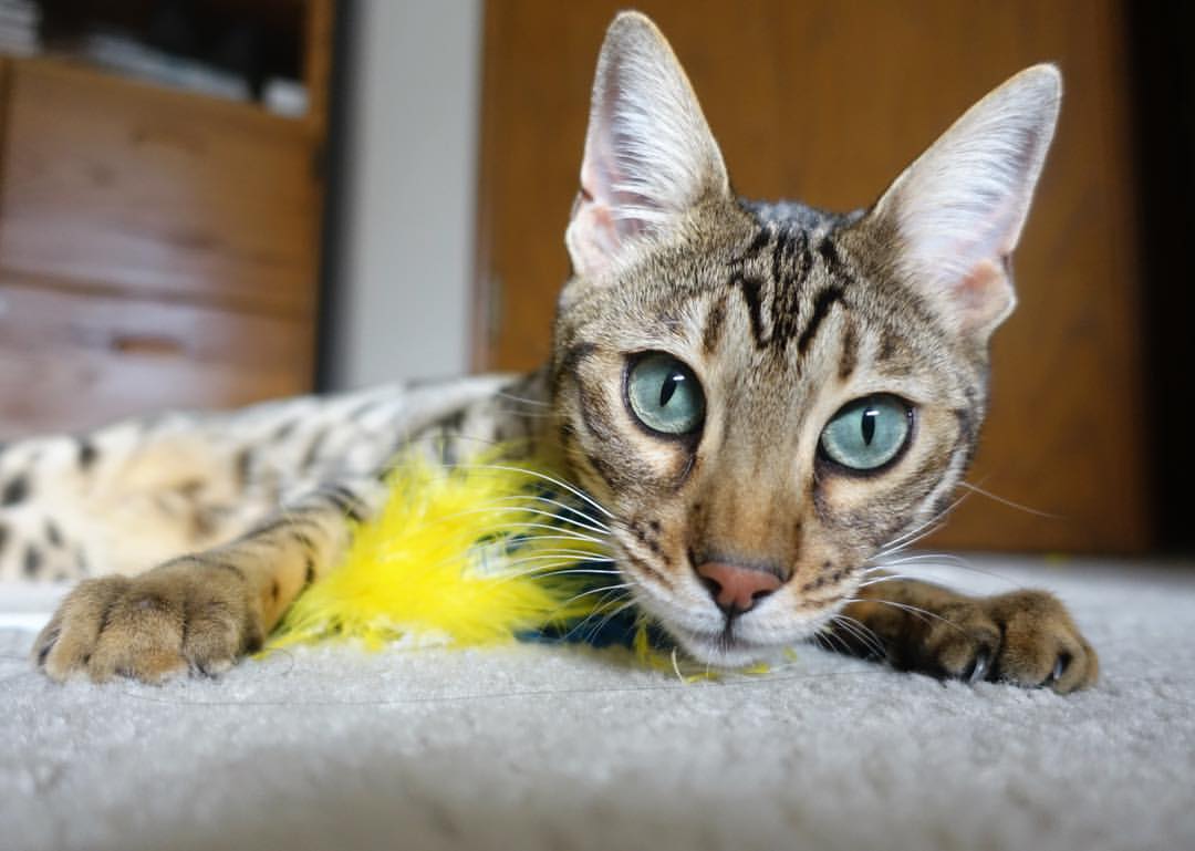 中国女子接力队用实力回应挑战，中国女子接力赛队员