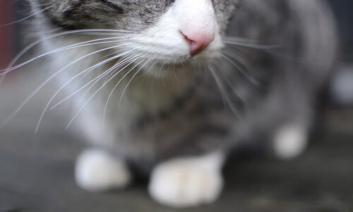 慢节奏是否更利于发挥阵地战单点威力，慢节奏类型的是