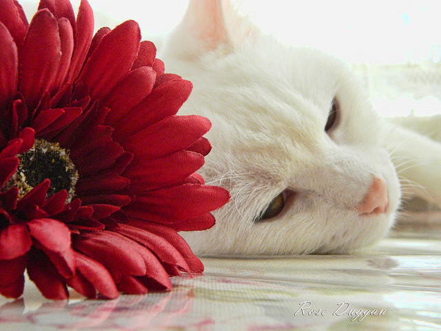 新加坡队未来计划：从基础训练到国际赛事的全方位提升，新加坡队第几个出场