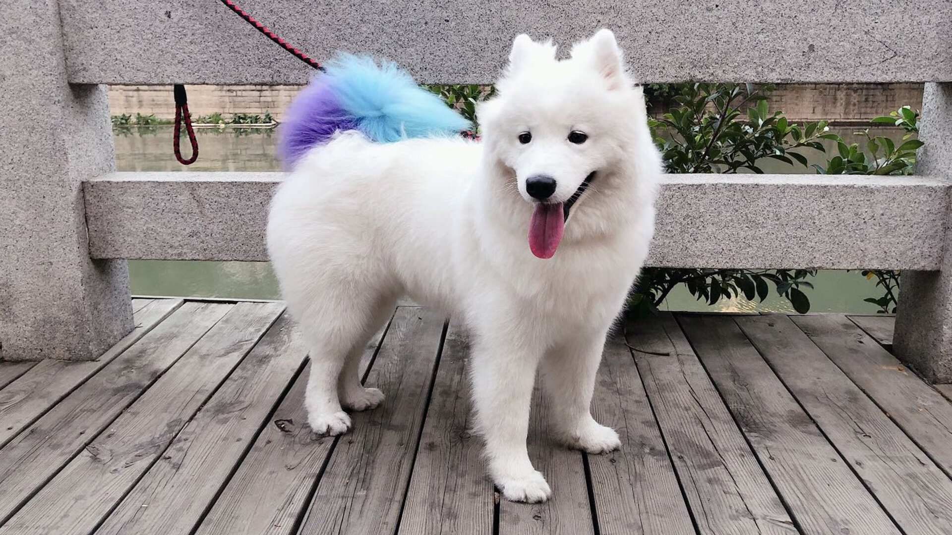 选手换气节奏平稳，后程不崩盘，换气技巧